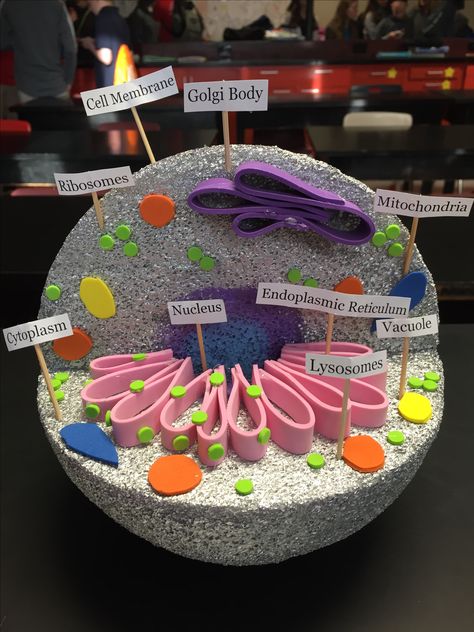 Cell Diagram Project Models, Cell Structure Project, 3d Cell Project Animal, 3 D Animal Cell Model Project, Animal Cell Model, Model Of A Cell, Cell 3d Project, Cell Diagram Project, Animal Cell Project 3-d