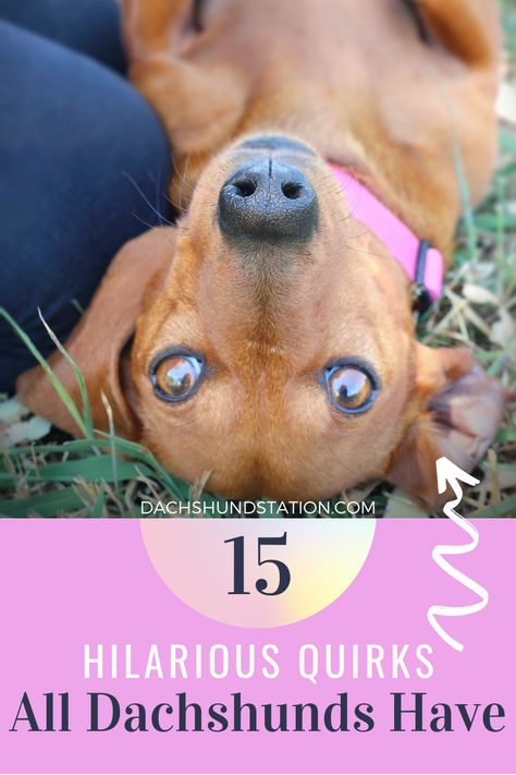 Dachshund Breeding, Dachshund Humor, Weenie Dogs Funny, Doxie Humor, Dachshund Facts, Dachshund Puppy Training, Dachshund Training, Daschund Puppies, Puppy Dog Pictures