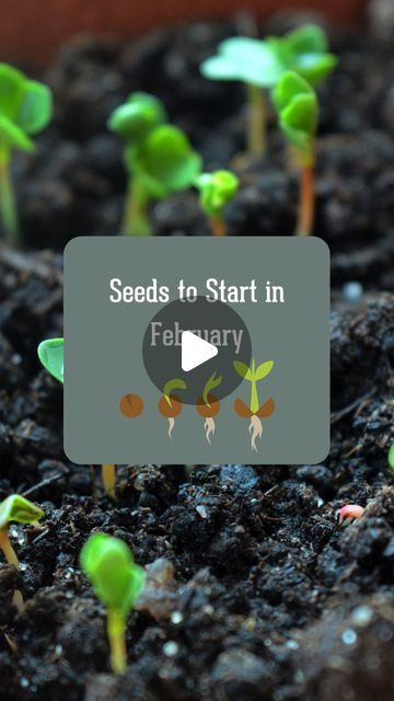 48 likes, 1 comments - survivalgardenseeds on February 19, 2024: "Seeds to Start in February - Gardening season is just around the corner and February is the time ..." Seeds To Start In February, February Gardening, Survival Garden, Garden Vegetables, Survival Gardening, Seasonal Garden, February 19, Around The Corner, Garden Seeds