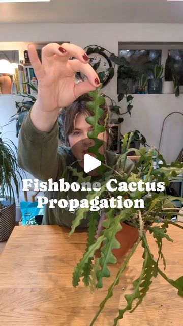 Fishbone Cactus Propagation, Fishbone Cactus Care, Kitchen Skylight, Fishbone Cactus, Coco Coir, Orchid Bark, Cactus Care, Houseplant Care, Root System