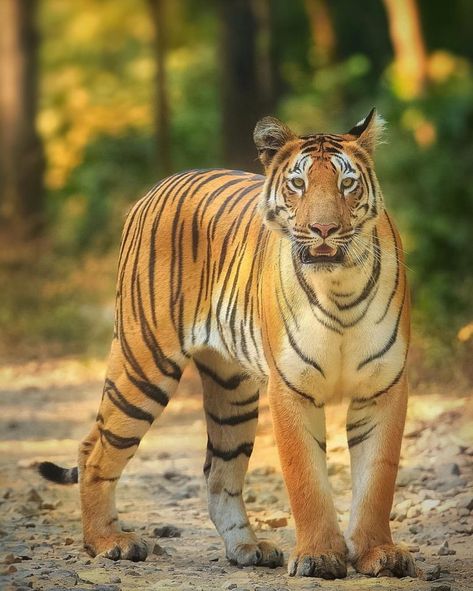 Project Tiger In India | Tiger Conservation - Big Cats India Project Tiger India, National Animal Of India, Big Cats In Boxes, Project Tiger, Tiger Habitat, Wildlife Of India, Tiger Conservation, Big Cat Family, Save Wildlife