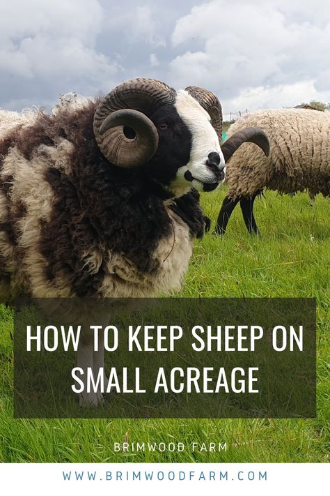 Sheep Enrichment Ideas, Sheep Pasture Ideas, Sheep Fence Ideas, Sheep Enclosure, Sheep Fencing, Homestead Sheep, Sheep Keeping, Keeping Sheep, Sheep Tractor