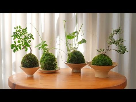 How to Make Kokedama | tutorial and care, live moss ball houseplant - YouTube Gaia's Garden, Moss Gardens, Japanese Moss Balls, Marimo Moss, Marimo Moss Ball, Moss Ball, Moss Garden, Moss Balls, Bonsai Plants