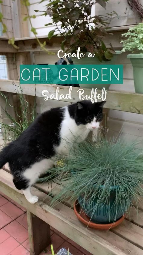 What Plants Repel Cats, Plants Cats Can Eat, Cat Porch Ideas, Outdoor Cat Toys, Cat Garden Outdoor, Cat Grass Indoor Ideas, Cat Set Up, Cat Oasis, Catio Ideas Cat