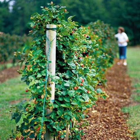 Berry patch? Berry Trellis? donno but there should be berries! jam and cobblers and purple tongues - all very important. Links to a trellis tutorial aiming to maximize production Trellis For Berries, Thornless Blackberry Trellis, Raspberry Arch Trellis, Trellis For Blackberries, Blackberry Bushes Growing, Berry Trellis, Blackberries Growing, Blackberry Trellis, Raspberry Patch