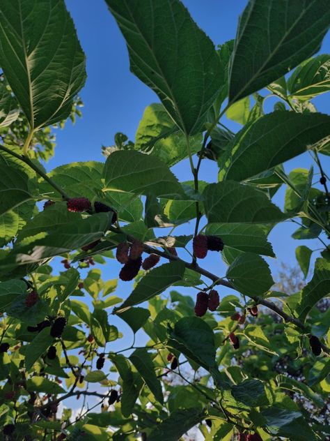 #mulberries #mulberry #plants #nature #leaves Nature Leaves, Plants Nature, Plants, Nature