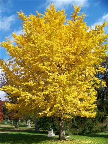 Ginkgo biloba 'Autumn Gold' Autumn Gold Maidenhair Tree 50 ft tall and wide at maturity Coral Bark Japanese Maple, Maidenhair Tree, Landscaping Trees, Ginkgo Tree, Meteor Garden 2018, Garden Route, Ornamental Trees, Shade Trees, Ginkgo Biloba