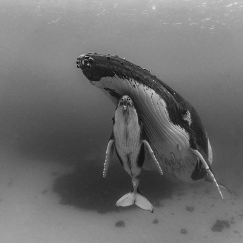 Paul Nicklen on Instagram: “I knew that no matter what picture I managed to make of this beautiful mother humpback whale and her calf, it would never do them, their…” Paul Nicklen, Whale Art, Underwater Creatures, Humpback Whale, Marine Animals, Ocean Creatures, 판타지 아트, Ocean Animals, Underwater Photography