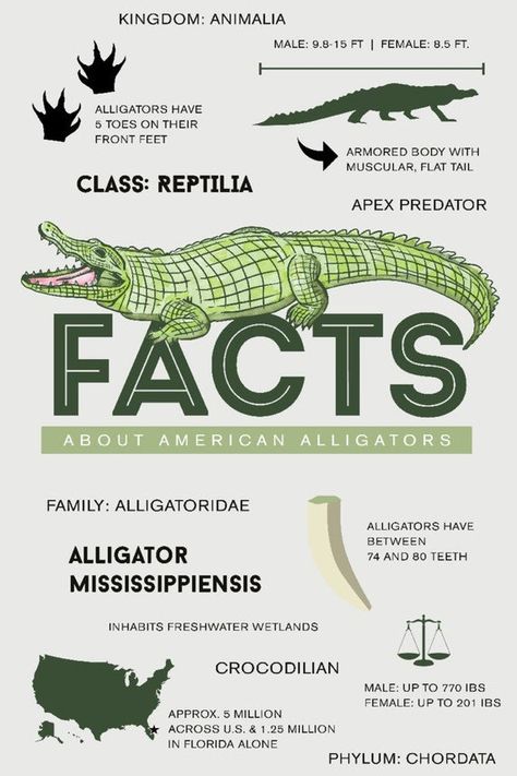 Alligators Art, American Alligator, Apex Predator, Outdoor Stickers, Modern Photography, Dark Forest Green, Field Guide, Seafoam Green, Dark Forest