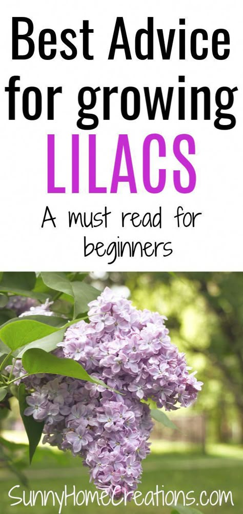 Lilac Plant, Planting Guide, Lilac Bushes, Lilac Tree, Garden Wallpaper, Outdoor Flowers, Gardening Advice, Flowering Shrubs, Gardening Flowers