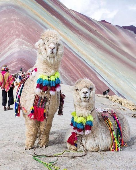 Alpaca your bags! Wouldn't you just love to scale the beautiful Rainbow Mountain of Peru? Balloon Cappadocia, Machu Pichu Peru, Rainbow Mountains, Knitted Gifts, Peruvian Alpaca, Destination Wedding Welcome Bag, Travel Preparation, Rainbow Mountain, Wild Atlantic Way