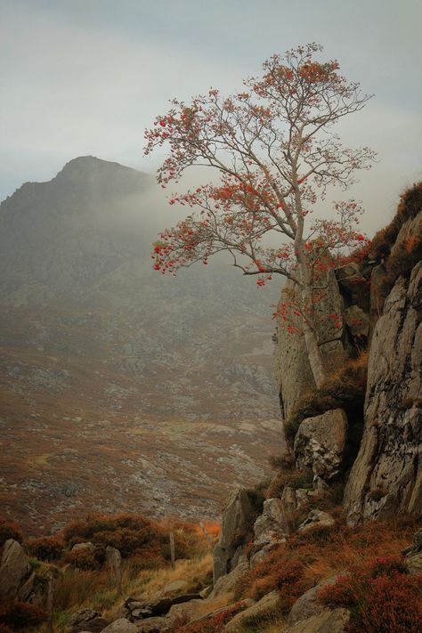 Mountain Ash Tree, Mountain Ash, Ash Tree, Evergreen Trees, Deciduous Trees, Tree Tops, The Peak, Red Berries, The Tree