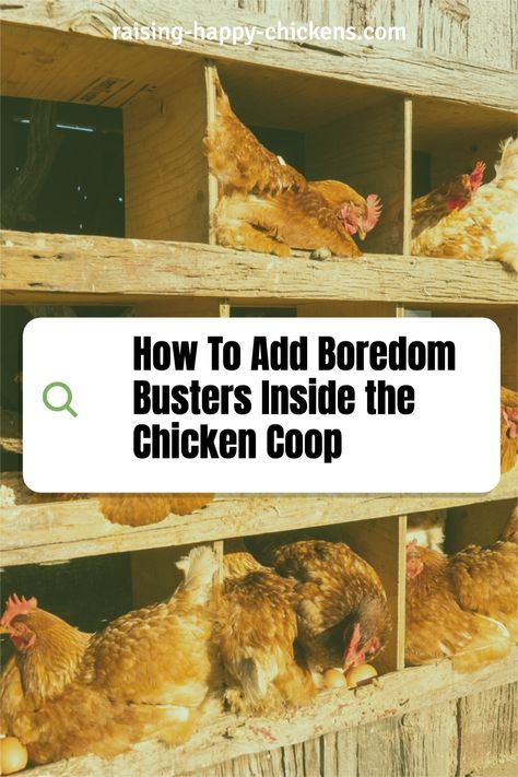 Chicken Coop Entertainment, Chicken Brooder In Coop, Chicken Coop Perch Ideas, Chicken Coop Entertainment Ideas, Diy Chicken Roost, Chicken Boredom Buster, Keep Chickens Cool In Summer, Chicken Dust Bath Ideas, Fresh Egg Storage