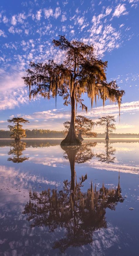 Southern Gothic Aesthetic, Bald Cypress Tree, Louisiana Culture, Louisiana Swamp, Cypress Swamp, Bald Cypress, Children's Garden, Wood Burning Crafts, Tree Images