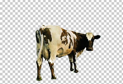 Mother Pink Floyd, Mother Png, Png Music, Atom Heart Mother, Pink Floyd Art, Cow Png, Music Star, Us Images, Pink Floyd