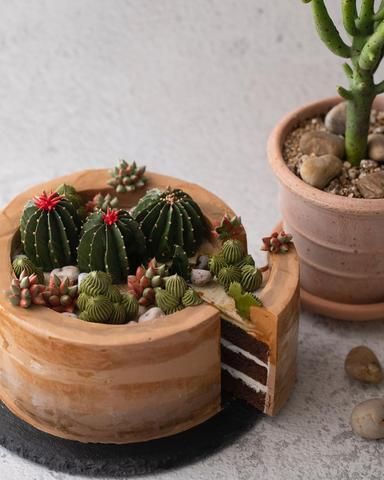 Succulent Cake, Cactus Cake, Chocolate Sponge Cake, Cute Birthday Cakes, Cake Videos, Perfect Cake, Fancy Cakes, Cake Decorating Techniques, Cake Ingredients