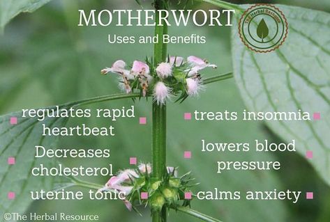 motherwort benefits and uses Motherwort Benefits, Medicinal Tea, Medicinal Herb, Herbal Apothecary, Healing Plants, Herbal Healing, Holistic Remedies, Healing Herbs, Medicinal Herbs