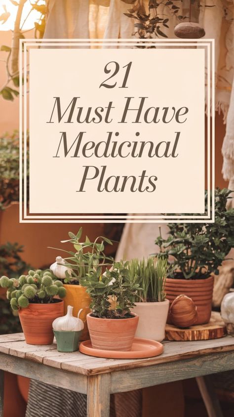 Transform your garden into a natural pharmacy! Discover the most powerful medicinal plants that are not only beautiful but can help support your family's wellness journey. From calming chamomile to immune-boosting echinacea, these easy-to-grow healing plants are perfect for beginners and experienced gardeners alike. Create your own herbal sanctuary with these time-tested medicinal varieties that have been used for centuries. Includes growing tips and traditional uses for each plant. Save this pin to start your healing garden journey! #HealingGarden #MedicinalPlants #HerbalMedicine #OrganicGardening #WellnessGarden Natural Pharmacy, Backyard Vibes, Chic Backyard, Medicinal Garden, Healing Garden, Family Wellness, Healing Plants, Growing Tips, Wellness Journey