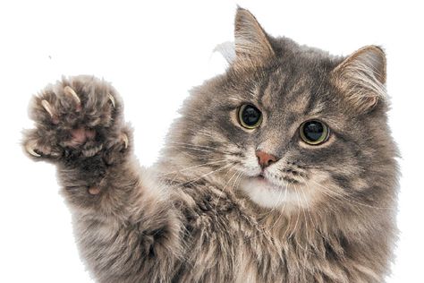 An excited cat with his claws out. YAY Denver outlaws barbaric practice of declawing cats....WAY TO GO DENVER! Declawing Cats, Trim Cat Nails, Excited Cat, Kitty Care, Fluffy Kitty, Cat References, Animal Inspiration, Cat Nail, Cat Health Care