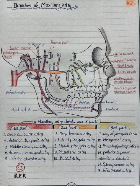 Dental Hygienist School, Dental Assistant Study, Studie Hacks, Dental Hygiene Student, Kedokteran Gigi, Dental Hygiene School, Dentistry Student, Dental Anatomy, Medical Student Study