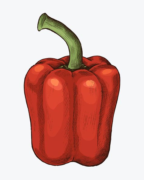 Fresh organic red bell pepper illustration | premium image by rawpixel.com / sasi Capsicum Drawing, Pepper Drawing, Vegetable Background, Pepper Painting, Pepper Illustration, Background Fruit, Fruit Graphic, Vegetable Drawing, Vegetables Food