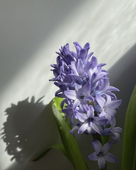 Hyacinth Aesthetic Flower, Cheengu Purple Dark, Hyancith Flower Aesthetic, Hyacinth Flower Aesthetic Wallpaper, Hycanith Flower Aesthetic, Purple Hyacinth Flower Aesthetic, Hyacinths Aesthetic, Purple Hyacinth Aesthetic, Hyancith Flower