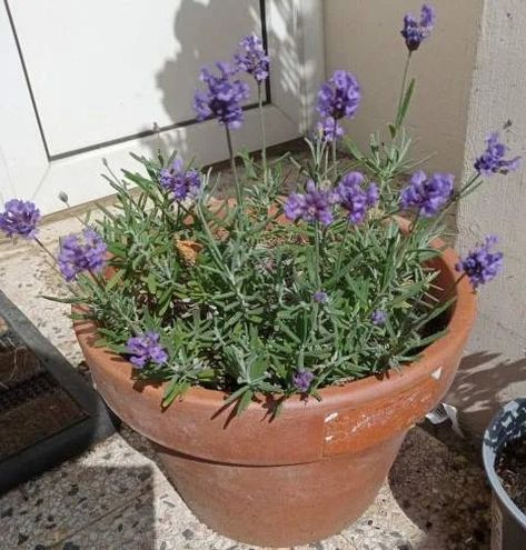 8 Herbs With Blue Flowers | Balcony Garden Web Lavender In A Pot, Lavender In Pots, Lavender Care, How To Propagate Lavender, Plant Lavender, Flowers Balcony, Grow Lavender, Potted Lavender, Lavender Varieties