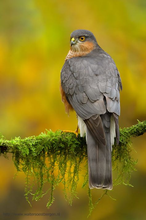 Eurasian Sparrowhawk by Walter Soestbergen on 500px Sparrowhawk, Kinds Of Birds, Nature Birds, Big Bird, Pretty Birds, Bird Photo, Birds Of Prey, Small Birds, Bird Photography