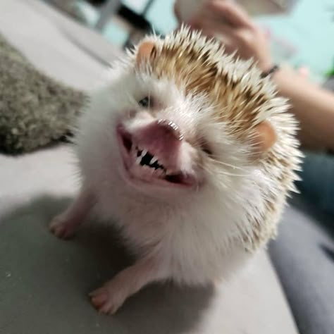 #еж #улыбка Unusual Pictures, Hedgehog Pet, Cute Rats, A Hedgehog, Animal Antics, Cute Hedgehog, Baby Animals Funny, Silly Animals, Hedgehogs