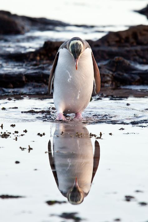 ˚Yellow-eyed Penguin - Catlins, New Zealand Pinguin Illustration, New Zealand Birds, Penguin Love, Flightless Bird, Wildlife Photos, Cute Penguins, Yellow Eyes, South Island, Birds Of A Feather