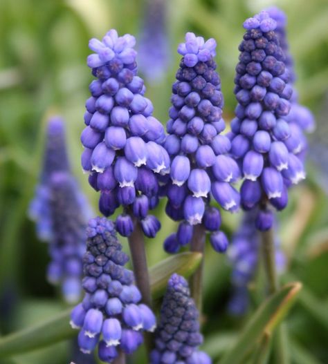 Grape hyacinth (Muscari armeniacum) Photo: Www.tulipworld.com / ONLINE_YES Purple Flowers Garden, Blue Hyacinth, Grape Hyacinth, Fall Bulbs, Sun Perennials, Spring Flowering Bulbs, Garden Bulbs, Spring Bulbs, Fall Plants