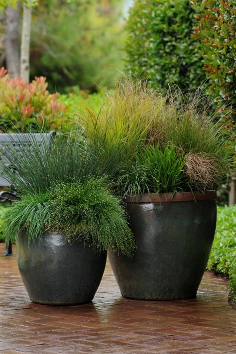 HGTV shows you how to add variety to containers by using grasses. Grasses In Containers, Ornamental Grass Landscape, Summer Planters, Mexican Feather Grass, Balcony Gardens, Garden Container, Perennial Grasses, Fall Containers, Fountain Grass