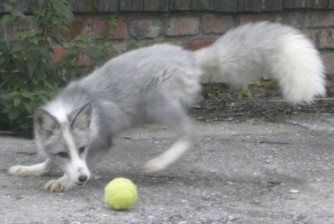 Domestic Fox, Fox Pictures, Grey Fox, Popular Dog Breeds, Most Popular Dog Breeds, Pet Fox, Rare Animals, Wild Dogs, Popular Dog