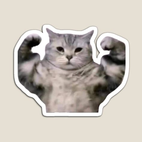 Picture For Sticker, Cat Stickers Aesthetic, Funny Cat Face, Gym Meme, Face Gym, Kitten Stickers, Funny Cat Faces, Sticker Aesthetic, Cute Laptop Stickers