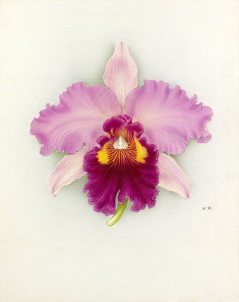 Framing Canvas Art, Orchid Drawing, Orchids Painting, Botanical Flowers Print, Clay Flowers, Arte Floral, Botanical Flowers, Emerging Artists, Botanical Art