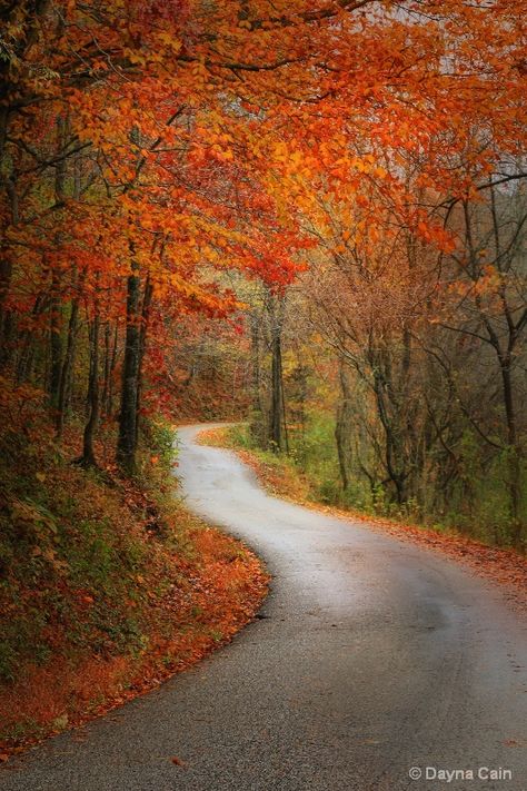 Maple Creek Road Maple Creek, Tree Tunnel, Leaves Changing Color, Photo Class, Halloween Wallpaper Iphone, Winding Road, Autumn Scenery, Favorite Season, Creative Photos