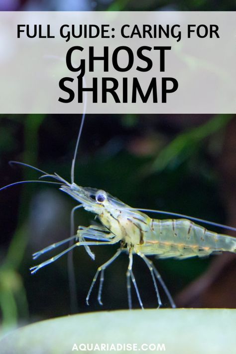 They're often used as live food but actually make fun aquarium pets as well. Find out everything you need to know about ghost shrimp! #aquariums Shrimp Aquarium Freshwater, Zen Aquarium, Shrimp Jarrarium, Ghost Shrimp Tank, Freshwater Invertebrates, Shrimp Tank Ideas, Aquarium Pets, Shrimp Aquarium, Caridina Shrimp Tank