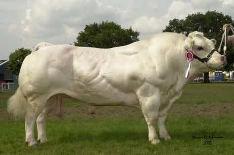 Belgian Blue cattle ... they have a mutation  that creates twice the muscle tissue. Calves are so big that Caesarian births are standard. Belgian Blue Cattle, Cow Breeds, Belgian Blue, I Love Cows, Bull Cow, Blue Cow, Cattle Breeds, Beef Cattle, Interesting Animals