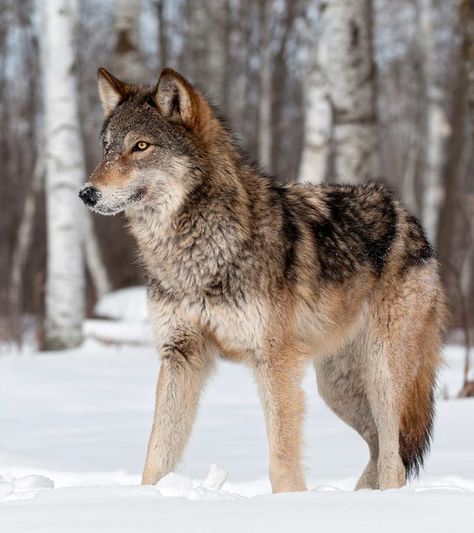 Sun Facts, Wolf Facts, Wolf Poses, Wolf Photography, Wolf Photos, Wolf Spirit Animal, Wolf Drawing, Red Wolf, Wolf Pictures