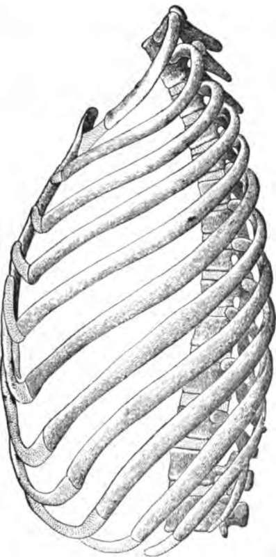 Rib Cage Anatomy Drawing, Rib Cage Drawing, Adams Rib, Hazrat Adam, Cage Drawing, Rib Cage Anatomy, Anatomy Structure, Spine Bone, Human Ribs