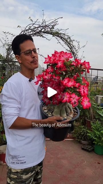 Adenium Plant, Desert Rose Care, Grafting Plants, Tree Flowers, Desert Rose, Bonsai Tree, Growing Plants, Plant Care, The Way