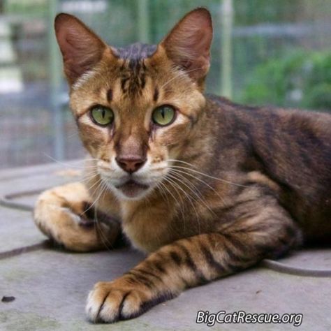 King Tut the Savannah Cat at Big Cat Rescue Chausie Cat, Cats In The Wild, Cat Sneezing, Big Cat Rescue, Cat Anatomy, Jungle Cat, Savannah Cat, King Tut, Domestic Cat