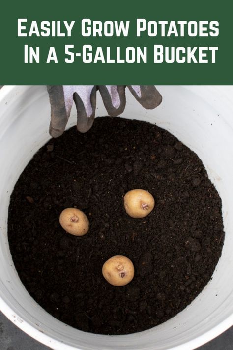 Grab a five-gallon bucket or two and grow yourself some future French fries. It's so easy and yields pounds of potatoes in a tiny space. Potato Bucket Diy, 5 Gallon Bucket Potatoes, Growing Potatoes Indoors Winter, Potato Bucket Garden, Growing Potatoes In Containers Diy, Growing Potatoes In Buckets, Bucket Potatoes, Bucket Garden Ideas, Growing Potatoes Indoors