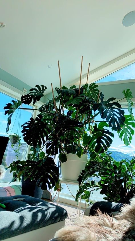 Monstera Trellis, Houseplants Aesthetic, Small House Garden, Trellis Ideas, Inspiring Pictures, Herb Garden Design, Vertical Garden Diy, Plant Decor Indoor, Houseplants Indoor