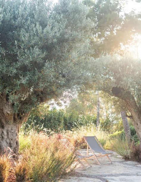 At the root of Ibiza’s eco-conscious movement with Terravita - Domus Nova Olive Trees Garden, Tree Garden Design, Landscape Design Architecture, Mediterranean Garden Design, Best Architects, Landscape Architecture Design, Mediterranean Garden, Olive Trees, Cypress Trees