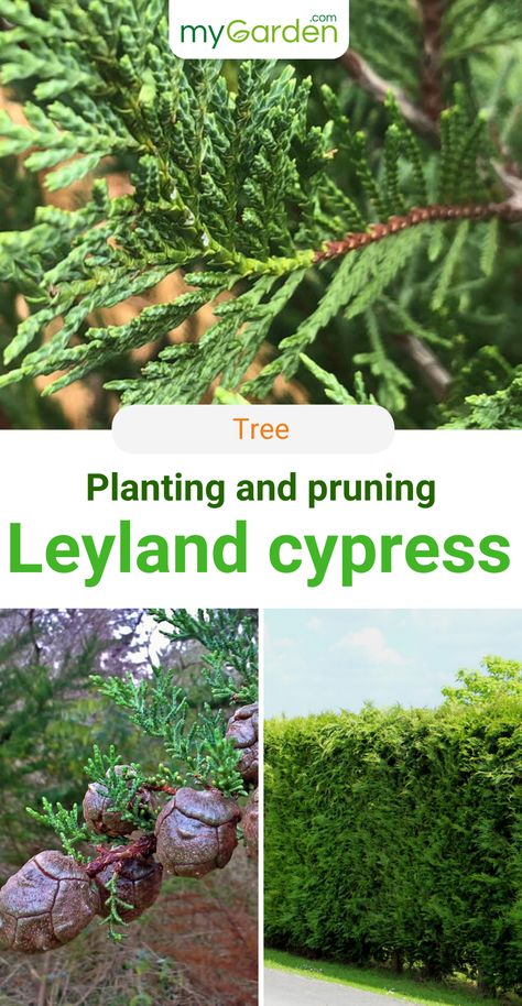 Leyland cypress is a fast-growing tree that is absolutely perfect as a hedge. It needs sunny to semi-shade light. The soil should be nutrient-rich and fresh to moist for this rapid-growing tree. The Leyland cypress can be planted in the spring or fall, container plants can be planted all year round. Here is everything you need to know about this tree. #mygarden #leylandcypress #hedge Leland Cypress Trees, Missouri Gardening, Leyland Cypress Hedge, Leland Cypress, Backyard Forest, Leyland Cypress Trees, Fall Container Plants, Cyprus Trees, Hydrangea Landscaping