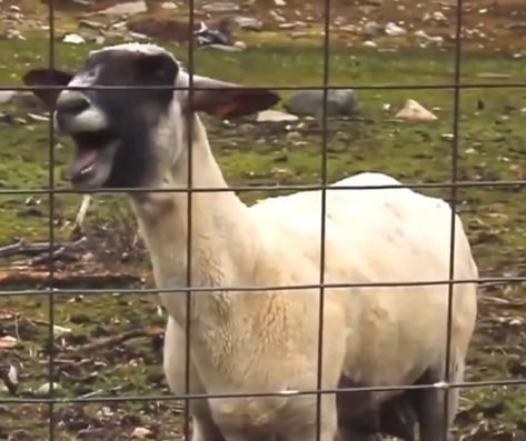 Screaming Goat, Funny Goats, Goat Picture, Goats Funny, A Goat, Animal Antics, Family Plan, My Jam, Really Funny Pictures