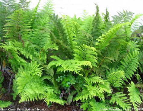 Woodwardia fimbrata Giant Chain Fern 4-5' Part Sun to Shade, Deer Resistant Woodwardia Fimbriata, Deer Resistant Garden, Ferns Garden, Deer Resistant Plants, Mediterranean Landscaping, Side Garden, Garden Pictures, Native Garden, Back Gardens