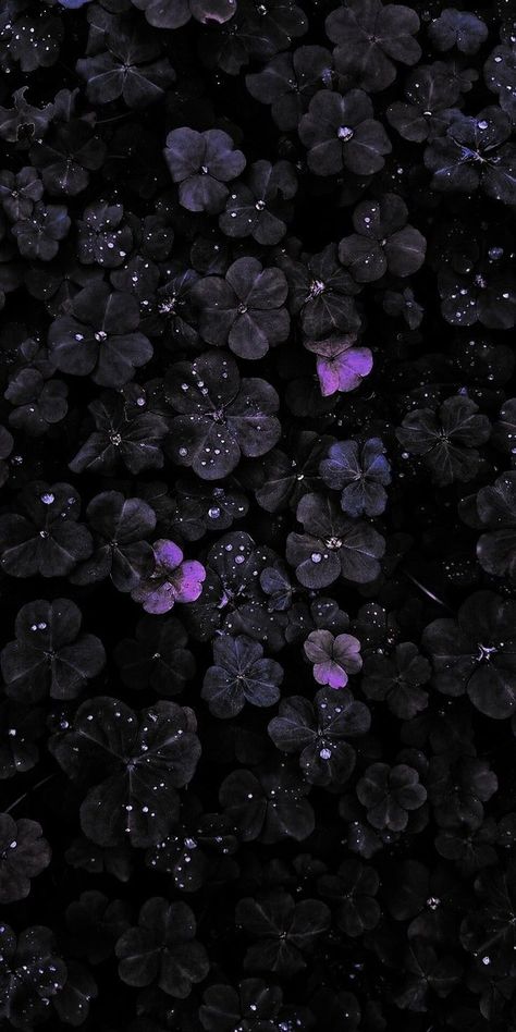 Purple Flowers With Black Background, Black Purple Wallpaper Aesthetic, 3d Lockscreen Black, Black And Purple Aesthetic Wallpaper, Black Purple Wallpaper, Purple Rocks, Black Flowers Wallpaper, Crystals Purple, Black And Purple Wallpaper