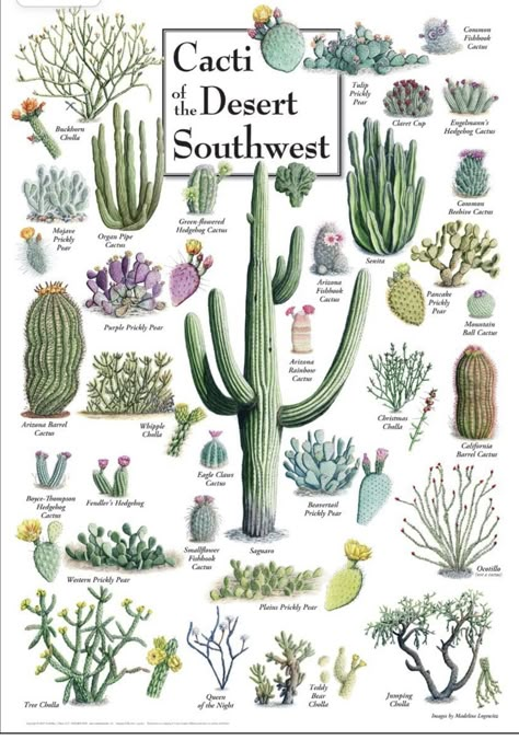 Types Of Cactus Plants, Mini Cactus Garden, Desert Tattoo, Cactus Garden Landscaping, Cactus Names, Kinds Of Cactus, Arizona Cactus, Desert Southwest, Arizona Landscape